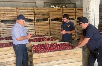 Аграрии Дагестана завершают уборку плодов и ягод