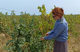 В Дагестане сотни гектаров оказались отведены под несуществующие виноградники