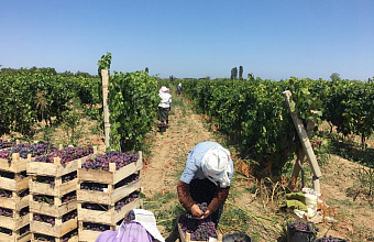 В Каякентском районе началась уборка винограда