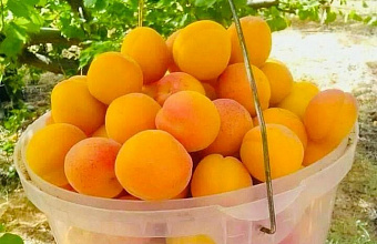 В Гумбетовском районе ведутся работы по восстановлению Чиркатинского консервного завода