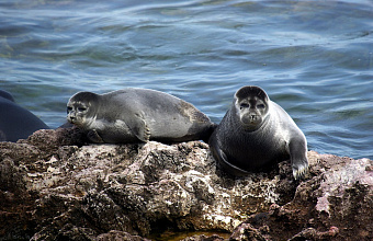 Биологи из Дагестана и Новосибирска изучают влияние птичьего гриппа на Каспийского тюленя