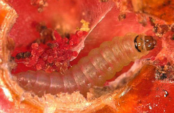 В Дагестане введен карантин по южноамериканской томатной моли