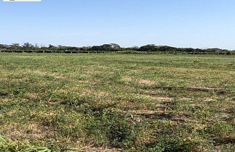 В Дагестане обнаружены 306 гектаров несуществующих виноградников