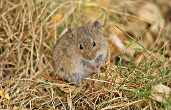 Мышевидные грызуны угрожают посевам в ряде районов Дагестана
