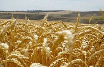 Урожай озимых в Дагестане 2024 года обещает быть хорошим – Минсельхозпрод РД