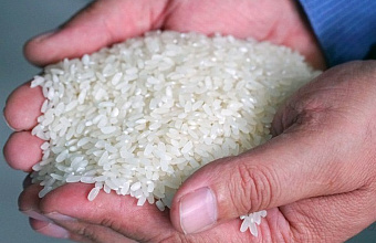 Дагестан планирует перерабатывать 90% выращиваемого риса