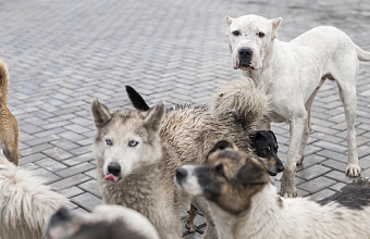 Депутат парламента Дагестана Асият Алиева прокомментировала инцидент с нападением на ребенка в Каспийске