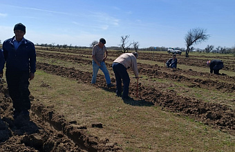 В Ногайском районе Дагестана на 103 гектарах высадили лес