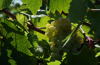 Два хозяйства Дагестана построят хранилища для собранного винограда