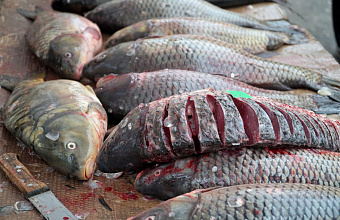 Дагестан активно поставляет рыбу и рыбопродукты в центральные регионы России