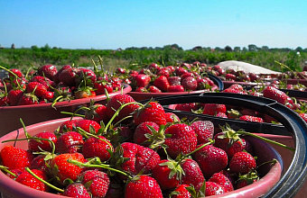Дагестанскую клубнику будут продавать на мини-рынках Москвы