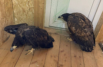 На федеральной трассе в Дагестане выявили машину, в которой перевозили редких хищных птиц