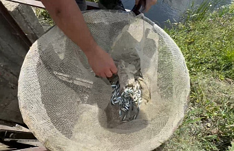 Порядка 9 млн экземпляров молоди кутума выпустили в Каспийское море для пополнения запасов