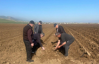 В Дагестане принимаются меры по наращиванию производства картофеля