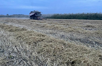 В Дагестане в 2024 году урожай риса вырос на 6%