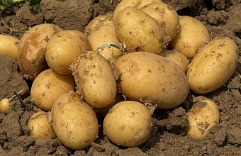 В Дагестане аграрии собрали 330 тысяч тонн урожая картофеля