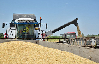 В Дагестане в 2024 году ожидается рост урожая зерновых на 5%