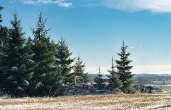 Эксперты Россельхозцентра Дагестана рассказали, как выбрать идеальную новогоднюю елку