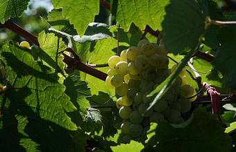 Дагестан к 2030 году намерен удвоить мощности хранилищ сельхозпродукции