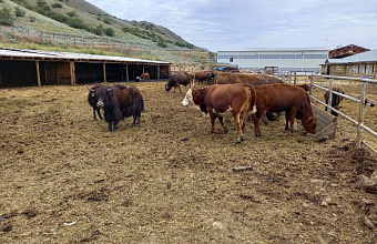 Россельхознадзор выявил массовые нарушения в содержании мелкого рогатого скота в Дагестане