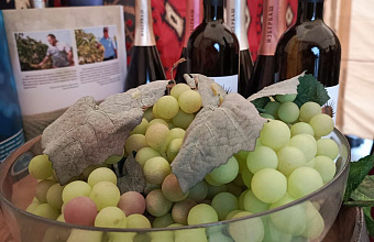 В Дагестане на 16% выросли объемы переработки винограда