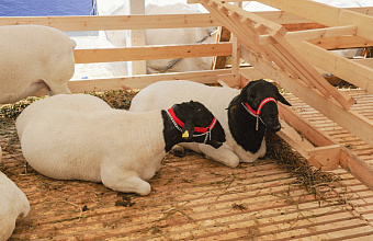 Более 13 тыс. ягнят родилось в Дагестане с начала 2025 года