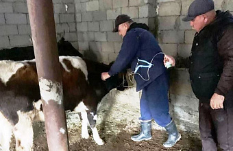 Специалисты ветслужбы Гунибского района проводят вакцинацию против вирусных заболеваний скота