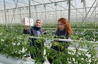 В Дагестане проверят теплицы на наличие опасных вредителей