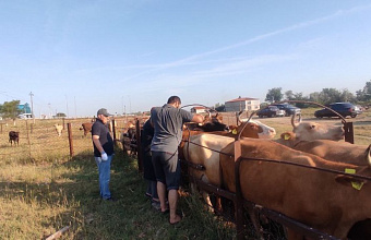 В Кизилюртовском районе начались работы по биркованию сельхозживотных