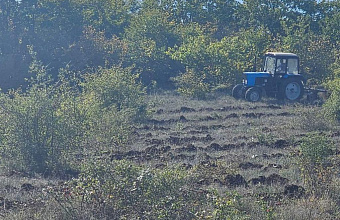 Дагестанские лесники готовят почву для посева желудей