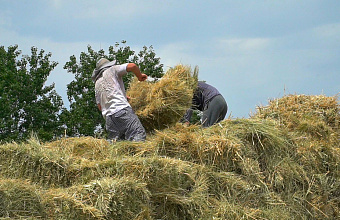 Аграрии Дагестана заготовили треть от планируемого объема кормов