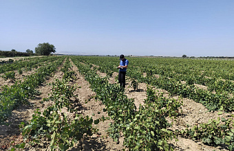 Дагестан в 2025 году в полтора раза увеличил долю собственных саженцев виноградников – Россельхозцентр