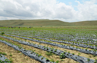 В Дагестане возрос объем производства посадочного материала овощей собственного производства
