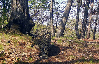 Жители СКФО могут дать имя котенку леопарда