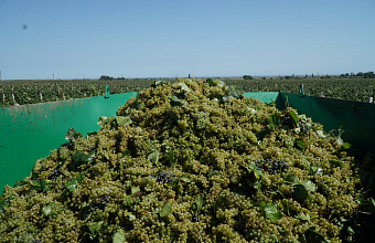 В Дагестане планируют запустить производство виноградного сока в промышленных масштабах