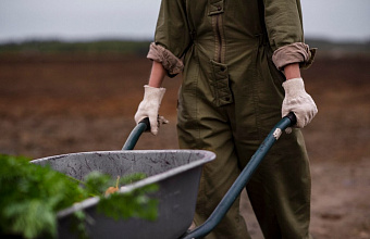 Минсельхоз РД: урожай в Дагестане не пострадал из-за возвратных заморозков
