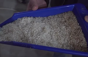 Минсельхоз РФ: «В Дагестане можно восстановить заброшенные рисовые поля»