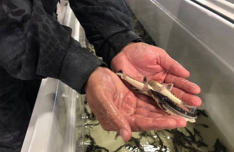 Около 350 тысяч осетровых рыб выпущено в Каспийское море в 2024 году