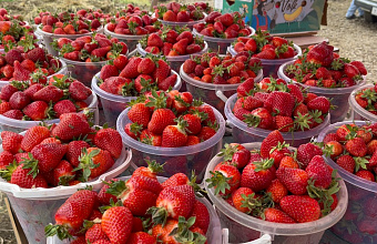 В Дербентском районе начался сезон сбора клубники