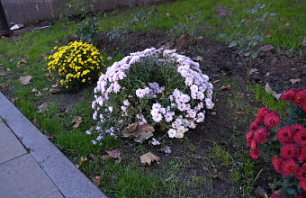 Цветочный вандализм в Махачкале: с главной площади столицы украли цветы