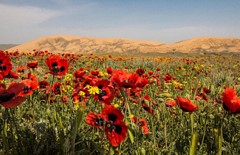 Россияне мечтают увидеть дагестанские маковые поля