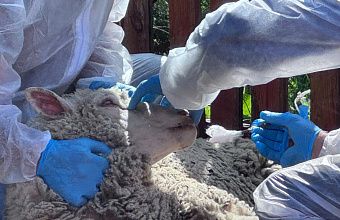 В Дагестане провели учения по ликвидации условного очага ящура