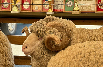 Дагестан может стать лидером страны в глубокой переработке шерсти – Минсельхоз РД